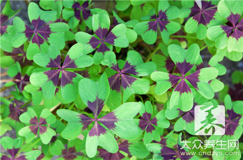 �������Ȳ�����������